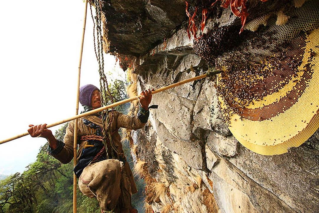 honey-hunting-trekking-in-pokhara